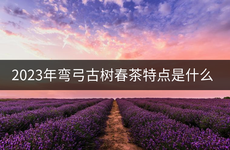 2023年彎弓古樹(shù)春茶特點(diǎn)是什么？