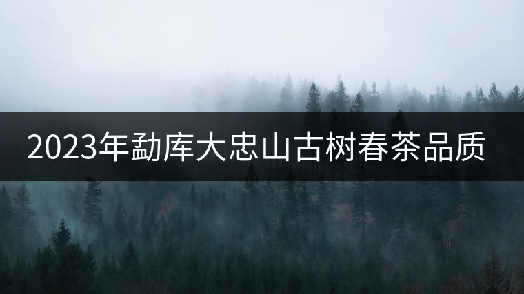 2023年勐庫大忠山古樹春茶品質(zhì)怎么樣？