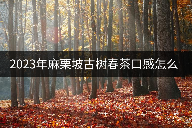 2023年麻栗坡古樹春茶口感怎么樣？