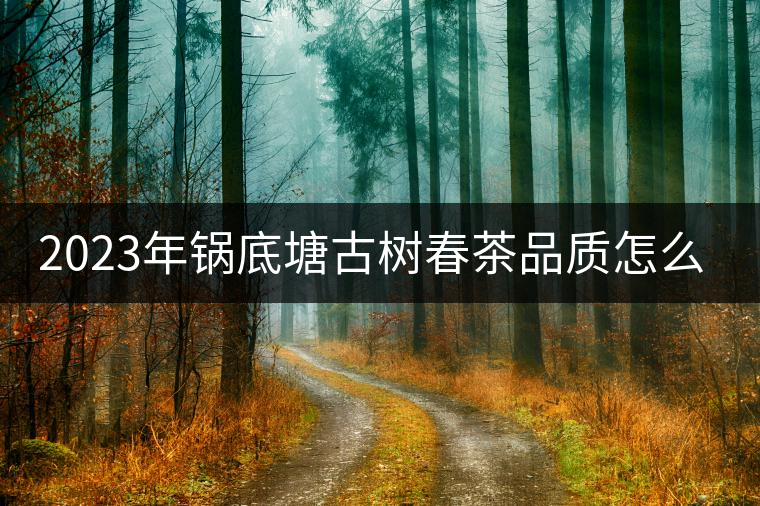 2023年鍋底塘古樹春茶品質(zhì)怎么樣？