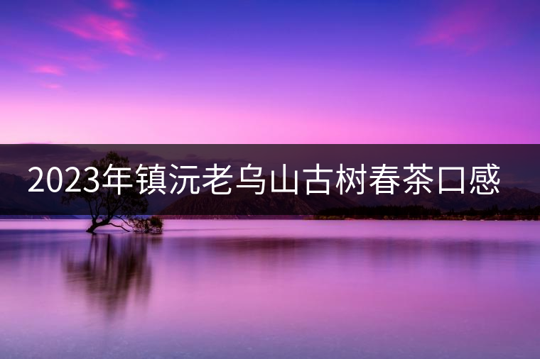 2023年鎮(zhèn)沅老烏山古樹春茶口感怎么樣？