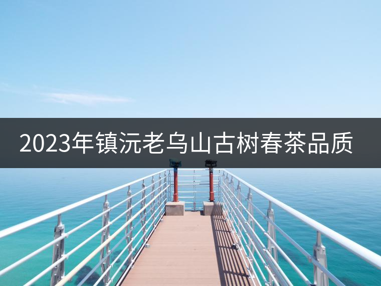 2023年鎮(zhèn)沅老烏山古樹(shù)春茶品質(zhì)如何？