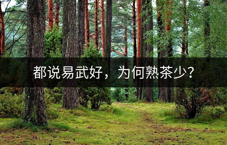 都說易武好，為何熟茶少？