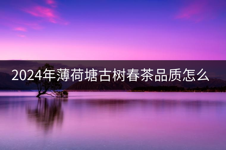 2024年薄荷塘古樹春茶品質(zhì)怎么樣？