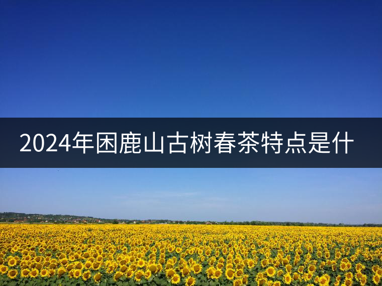 2024年困鹿山古樹春茶特點(diǎn)是什么？