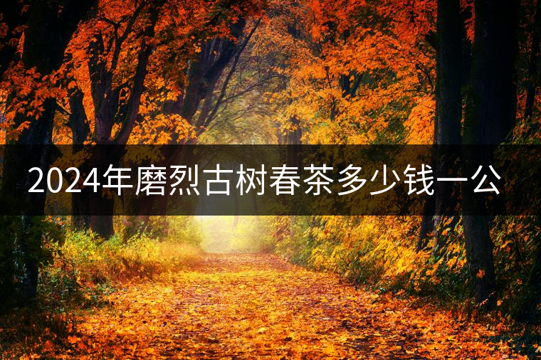 2024年磨烈古樹春茶多少錢一公斤？