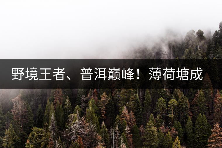 野境王者、普洱巔峰！薄荷塘成為普洱無冕之王的十大原因