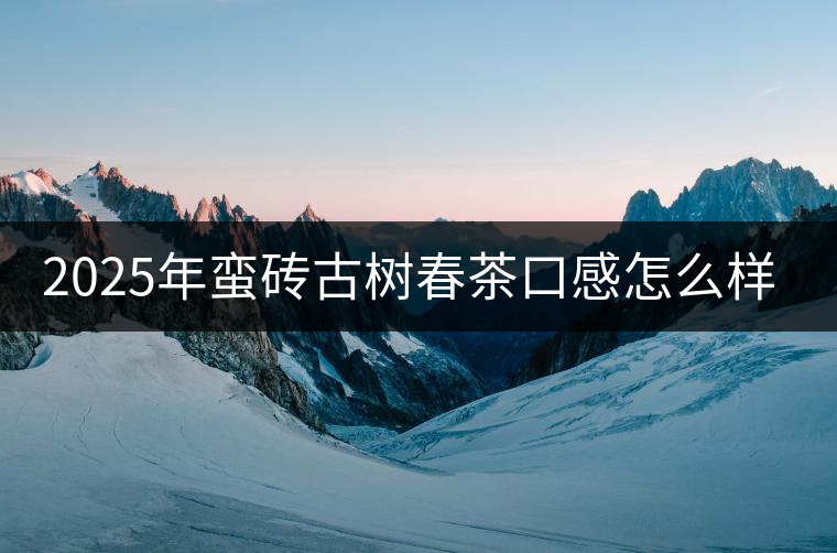 2025年蠻磚古樹(shù)春茶口感怎么樣？