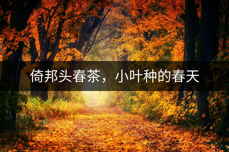 倚邦頭春茶，小葉種的春天