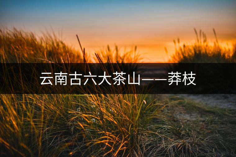 云南古六大茶山——莽枝