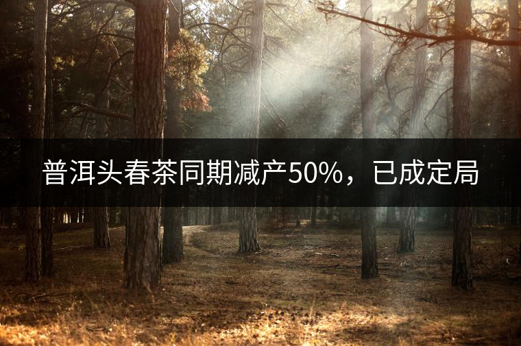 普洱頭春茶同期減產(chǎn)50%，已成定局