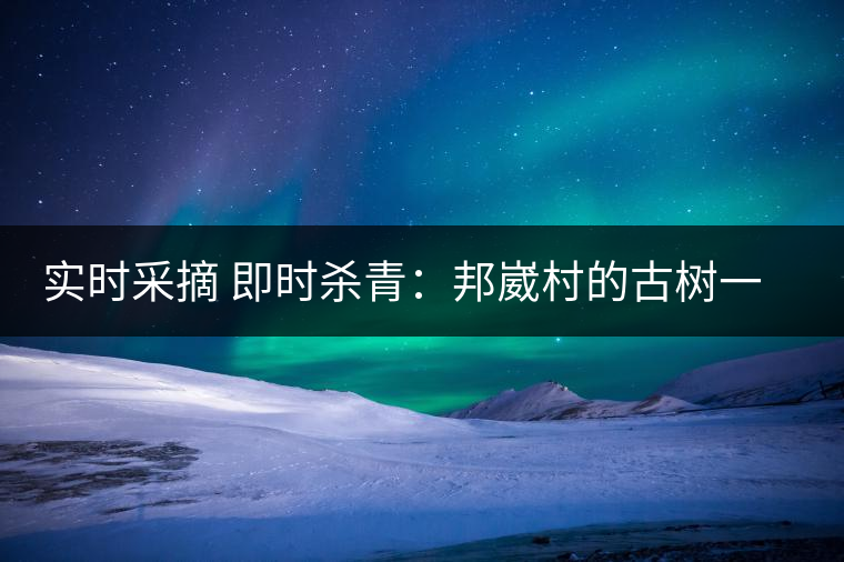 實時采摘 即時殺青：邦崴村的古樹一般都比較高大，我今年爬到10米高的樹梢上拍茶農(nóng)采茶，一顆完整的古樹頭春茶的采摘需要6-7個婦女花半個小時共同完成，鮮葉才下來以后要及時殺青，才能保證茶葉后期的鮮爽感。