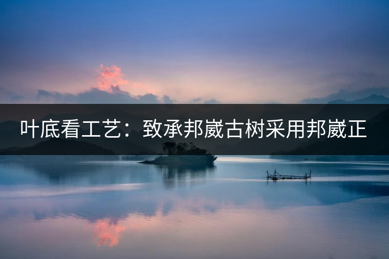 葉底看工藝：致承邦崴古樹采用邦崴正山三百至五百年古茶樹頭春鮮葉。經(jīng)手工殺青，石墨壓制，餅型周正，嚴守傳統(tǒng)工藝；葉底鮮活，幾乎無糊點，前期殺青較輕，這樣更利于后期轉化。