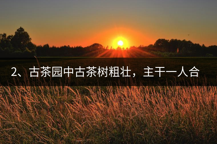 2、古茶園中古茶樹粗壯，主干一人合圍吃力，枝杈壯碩