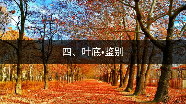 四、葉底?鑒別