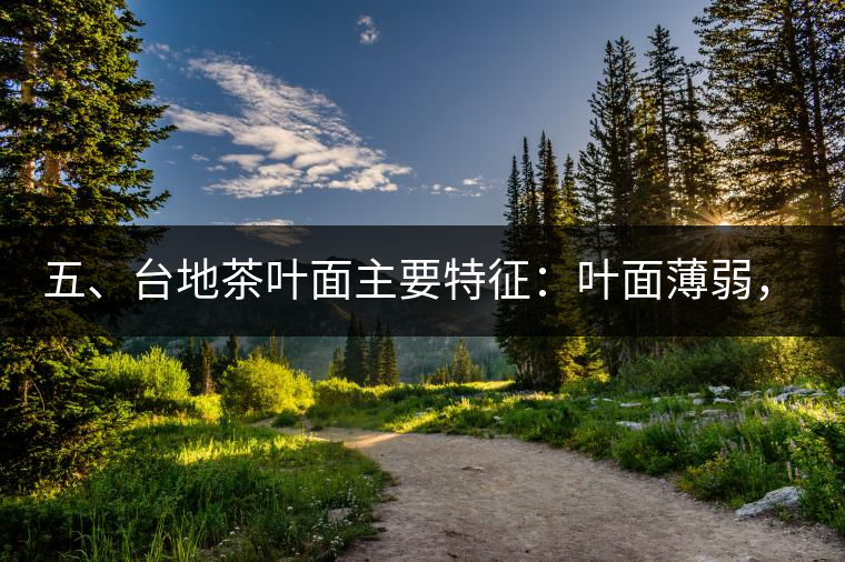五、臺地茶葉面主要特征：葉面薄弱，如薄紙易折;沖泡之后無力恢復(fù)彈性，甚至多次沖泡也不能展開，葉子愈薄愈差。