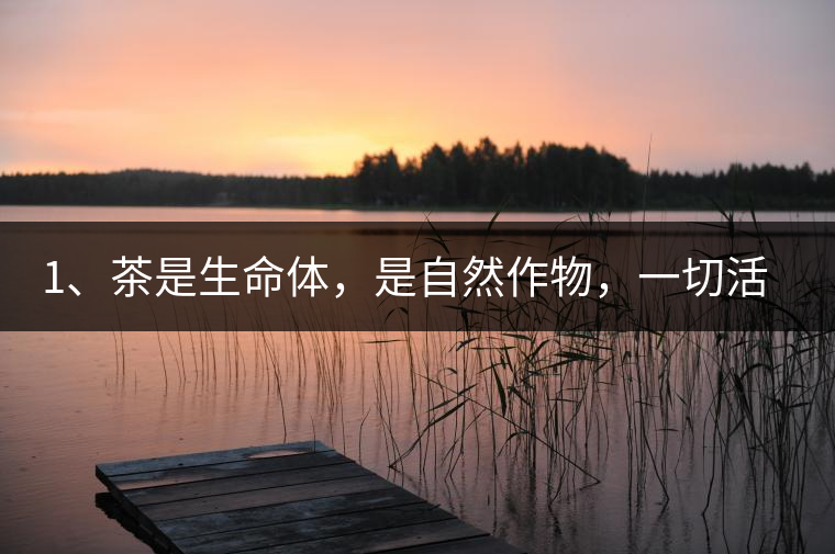1、茶是生命體，是自然作物，一切活動(dòng)受自然規(guī)律影響。