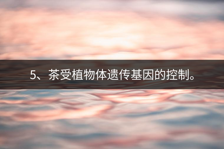 5、茶受植物體遺傳基因的控制。