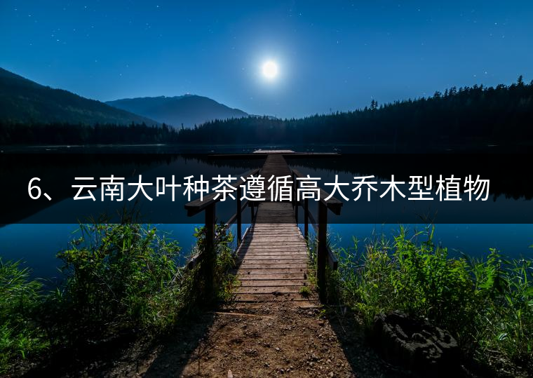 6、云南大葉種茶遵循高大喬木型植物的普遍規(guī)律。