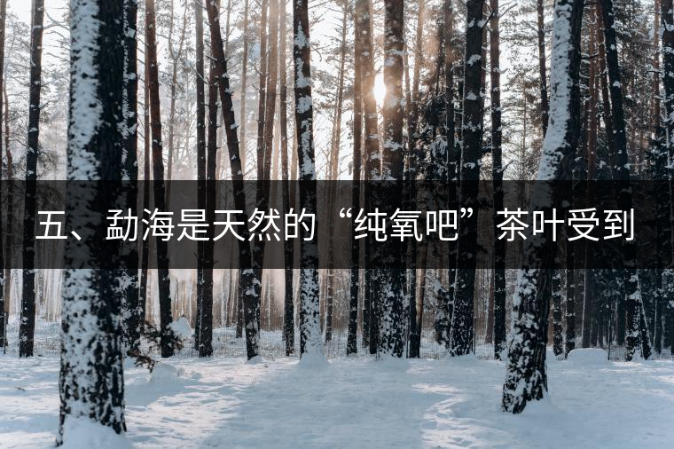 五、勐海是天然的“純氧吧”茶葉受到很好的潤澤