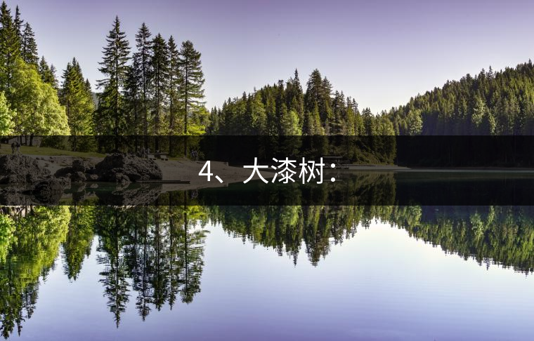 4、大漆樹(shù)：