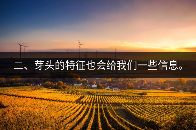 二、芽頭的特征也會(huì)給我們一些信息。