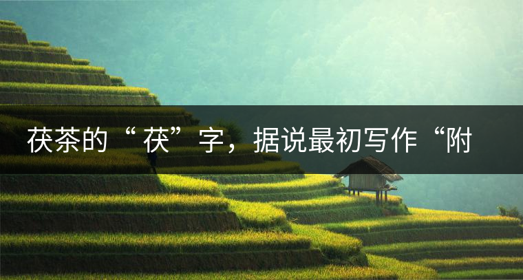 茯茶的“ 茯”字，據說最初寫作“附”，意思就是非“正”品，次等貨。茯磚茶選料多用質地很老的茶葉，加上茶梗與枝葉拼配。陳化后，性溫，有著獨特的營養(yǎng)價值，更有助于幫助消化去膩。有些時候，茶傳播也有尷尬的時候，今天中原大地流行喝陳茶的時候，這個地方卻開始喝新茶。喝也喝出問題來，磚茶不適合品新，因為老枝葉含氟高的緣故，許多牧民甚至氟中毒，國家正在著手解決這一問題。但從根本上來說，還是需要消費者回到自己的傳統(tǒng)，把茶葉的儲藏習慣繼續(xù)保留。