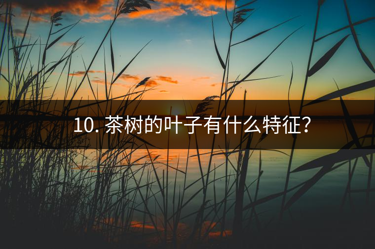 ? 10. 茶樹的葉子有什么特征？