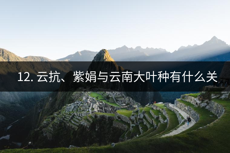 ??12. 云抗、紫娟與云南大葉種有什么關(guān)系？