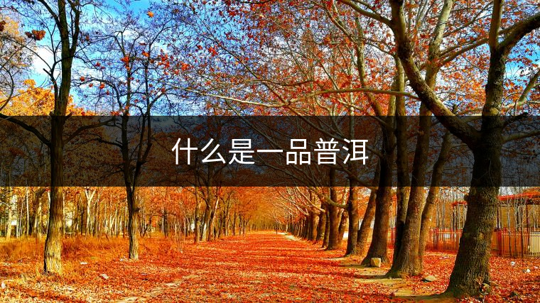 什么是一品普洱