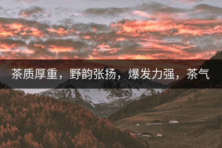 茶質(zhì)厚重，野韻張揚(yáng)，爆發(fā)力強(qiáng)，茶氣十足