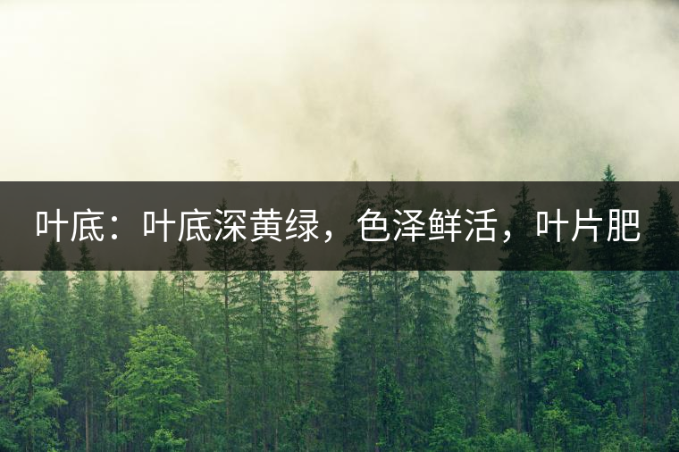 葉底：葉底深黃綠，色澤鮮活，葉片肥厚，梗莖肥壯，而且非常柔韌。