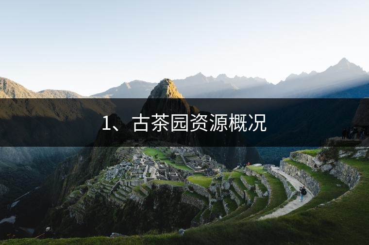 1、古茶園資源概況