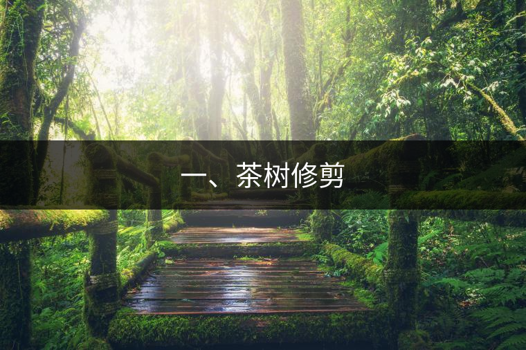 一、茶樹修剪