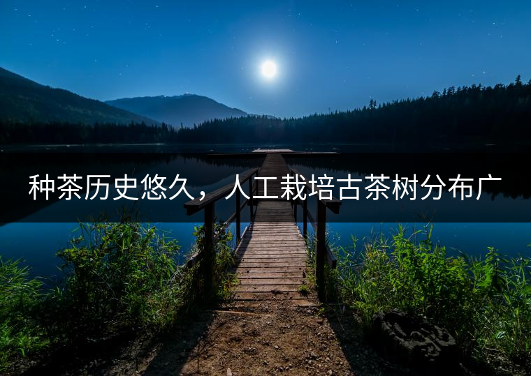 種茶歷史悠久，人工栽培古茶樹分布廣