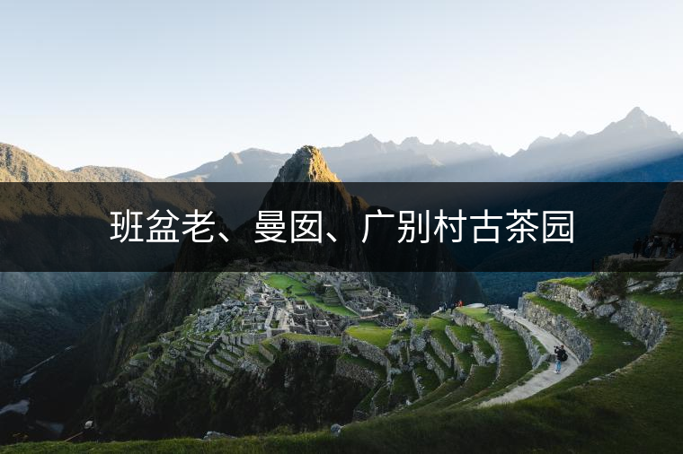 古茶樹的特點(diǎn)是