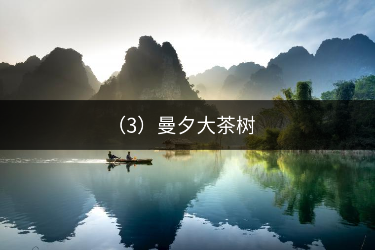 （3）曼夕大茶樹(shù)