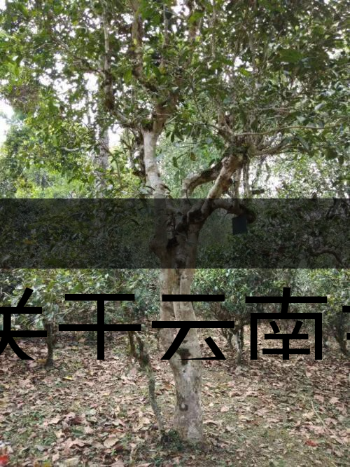 有關(guān)于云南主要茶產(chǎn)區(qū)（臨滄市）的介紹！