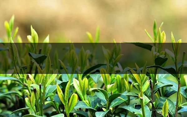 不同的身體癥狀分別該喝什么茶？