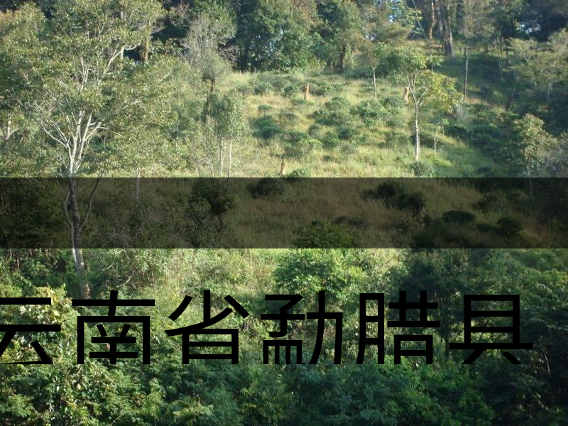云南省勐臘縣茶業(yè)簡述 云南省勐臘縣茶業(yè)簡述