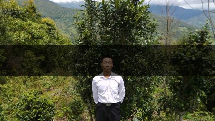 云南省景東縣茶業(yè)概況簡(jiǎn)述（第五章）