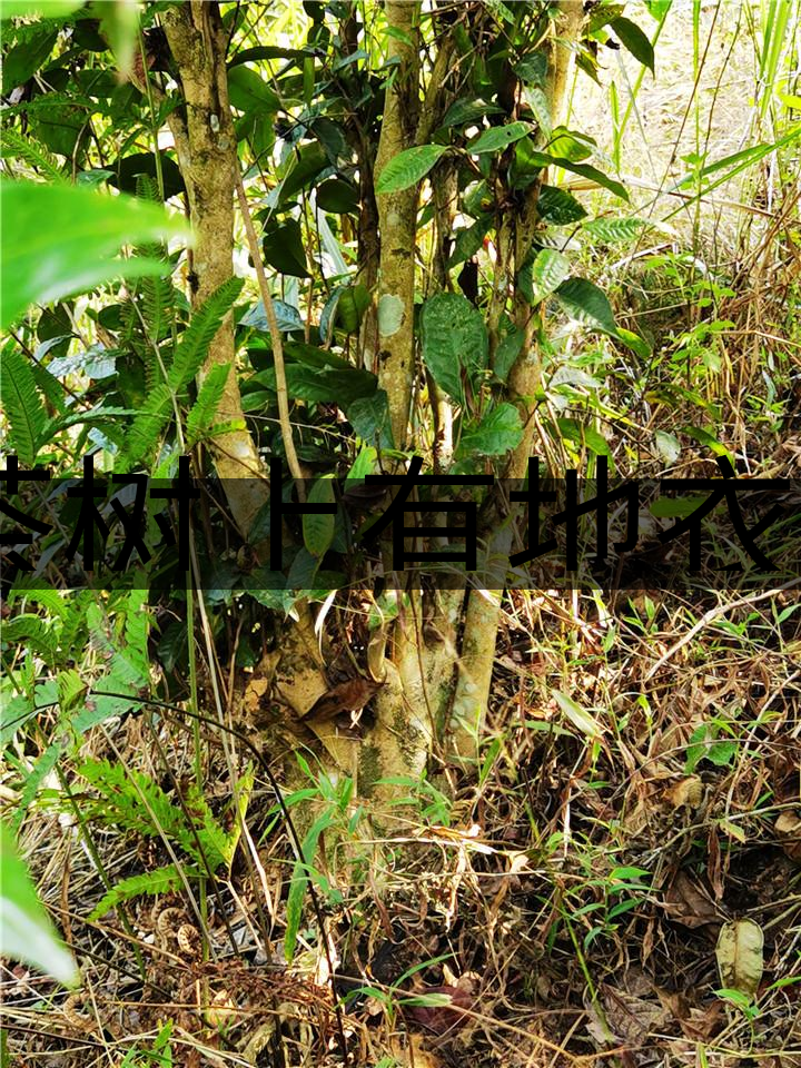 茶樹上有地衣或苔蘚是不是有害的？