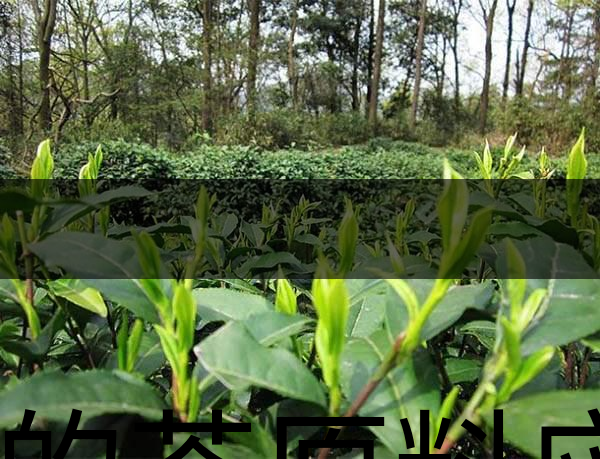 好的茶原料應(yīng)具備的幾個必要條件？