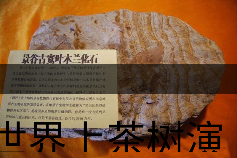 世界上茶樹(shù)演化的始祖是不是寬葉木蘭化石？