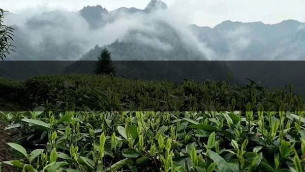 茶葉的甜爽和甘爽各是什么感覺(jué)？