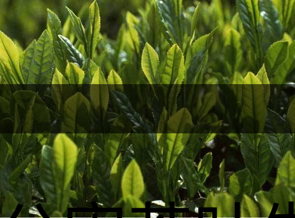 無公害茶葉生產(chǎn)規(guī)范的條件有哪些？（上篇）