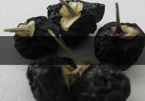 黑枸杞什么時候成熟-可以天天喝嗎