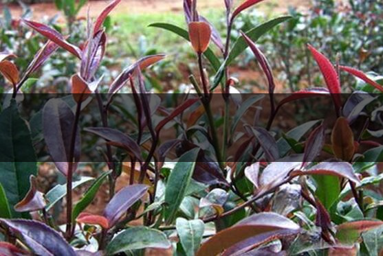 紫鵑茶為什么沒(méi)人買(mǎi)-紫鵑茶適合做什么茶-2