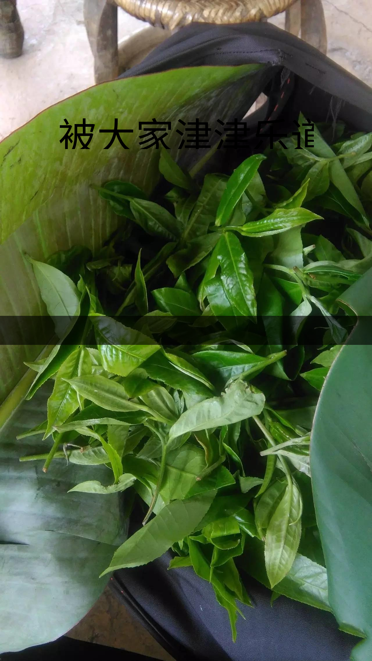 被大家津津樂道的森林茶，你知道是什么？-1-1