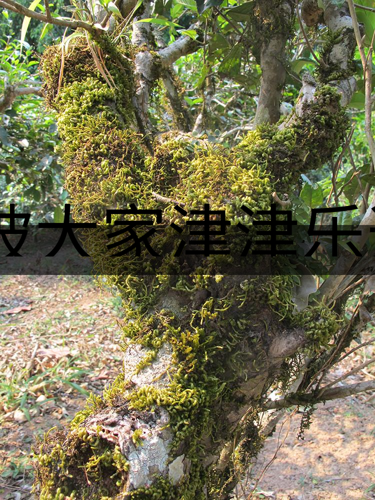 被大家津津樂道的森林茶，你知道是什么？-3-1